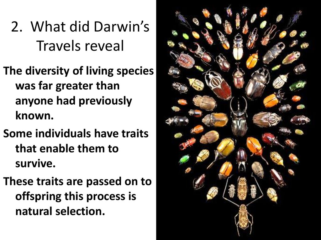 2. What did Darwin’s Travels reveal