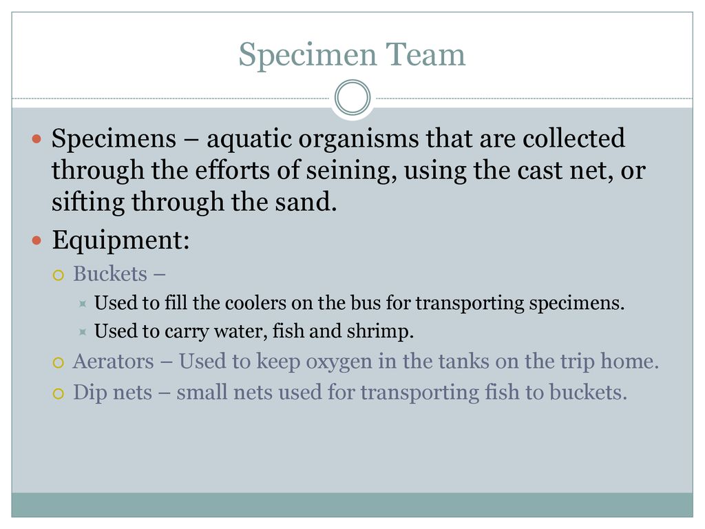 Specimen Team Specimens – aquatic organisms that are collected through the efforts of seining, using the cast net, or sifting through the sand.