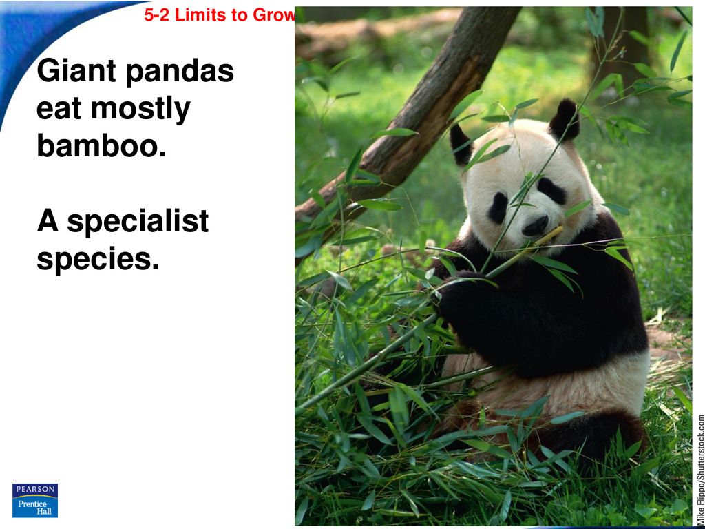 Copyright Pearson Prentice Hall - ppt download