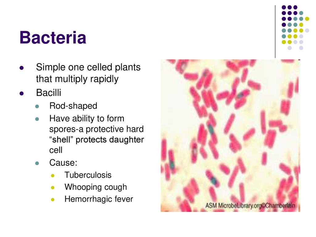 Bacteria Simple one celled plants that multiply rapidly Bacilli