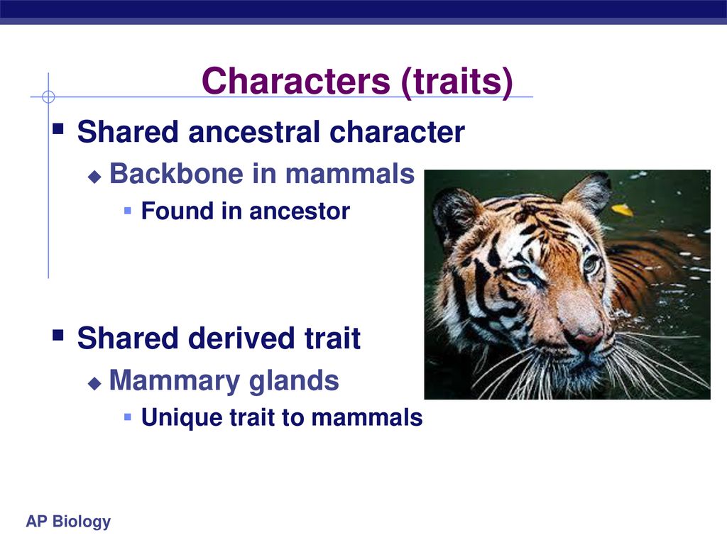 Phylogeny evolutionary history of a species ppt download