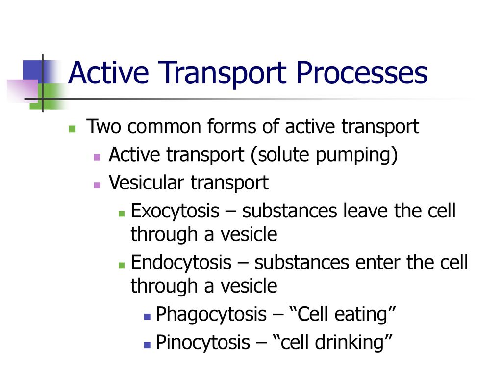 Chapter 3 Cell Diversity. - ppt download