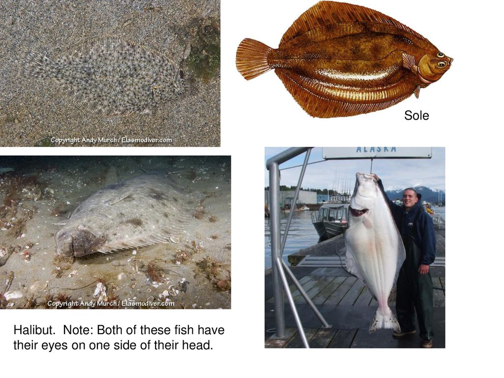 Sole Halibut. Note: Both of these fish have their eyes on one side of their head.
