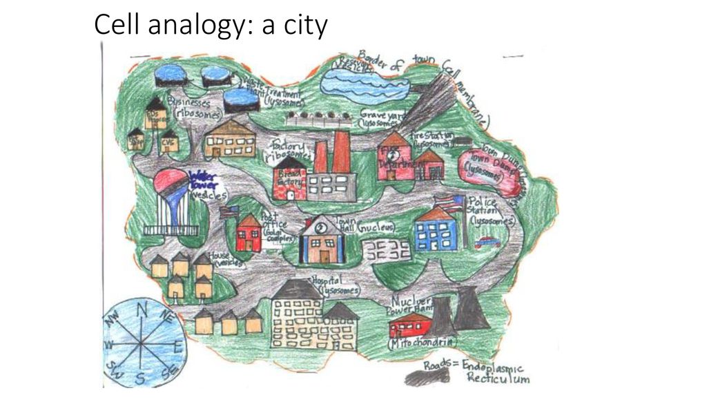 Cell analogy: a city