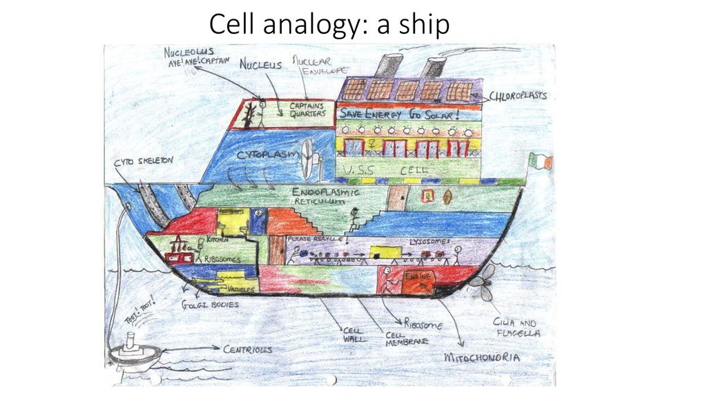 Cell analogy: a ship