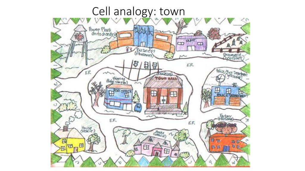 Cell analogy: town