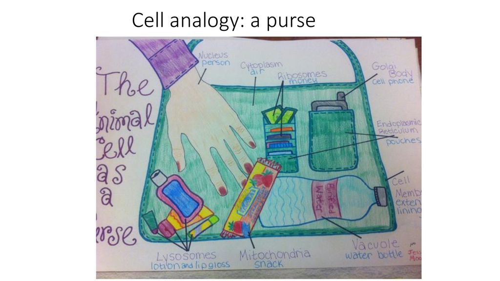 Cell analogy: a purse