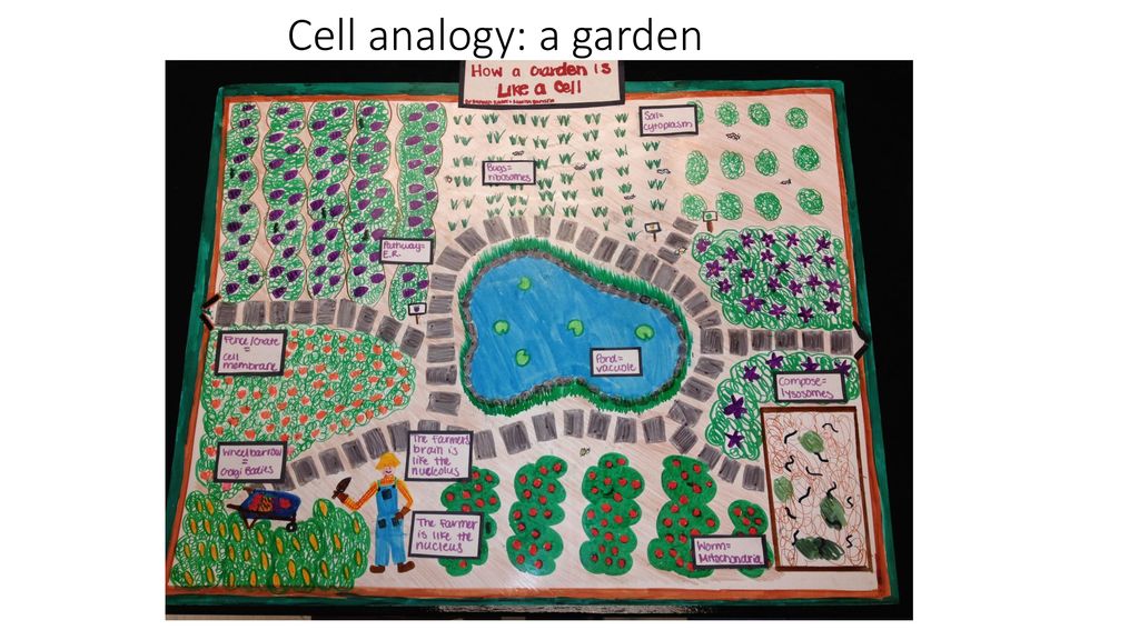 Cell analogy: a garden