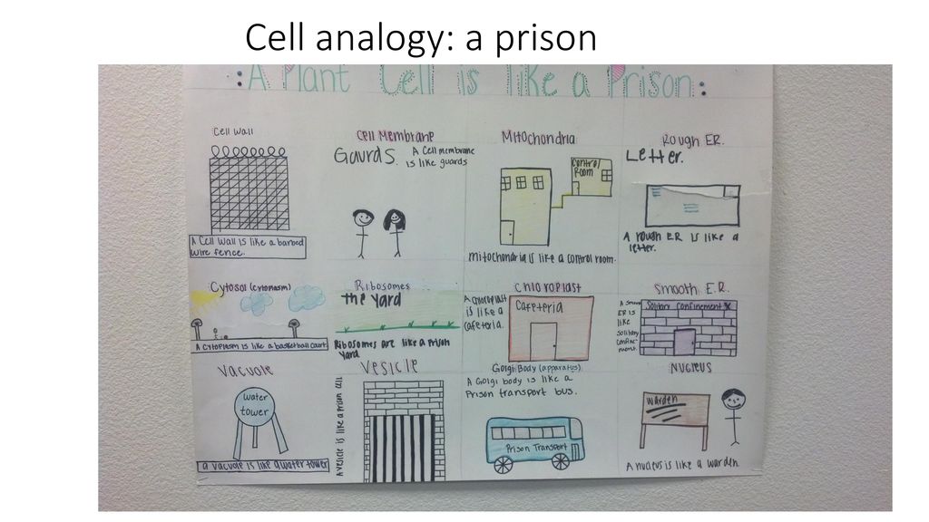 Cell analogy: a prison