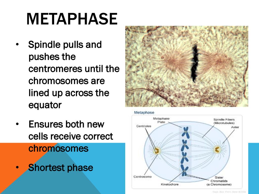 Why Must Cells Divide? Size Limitation Surface area to volume ratio ... Biology Diagrams