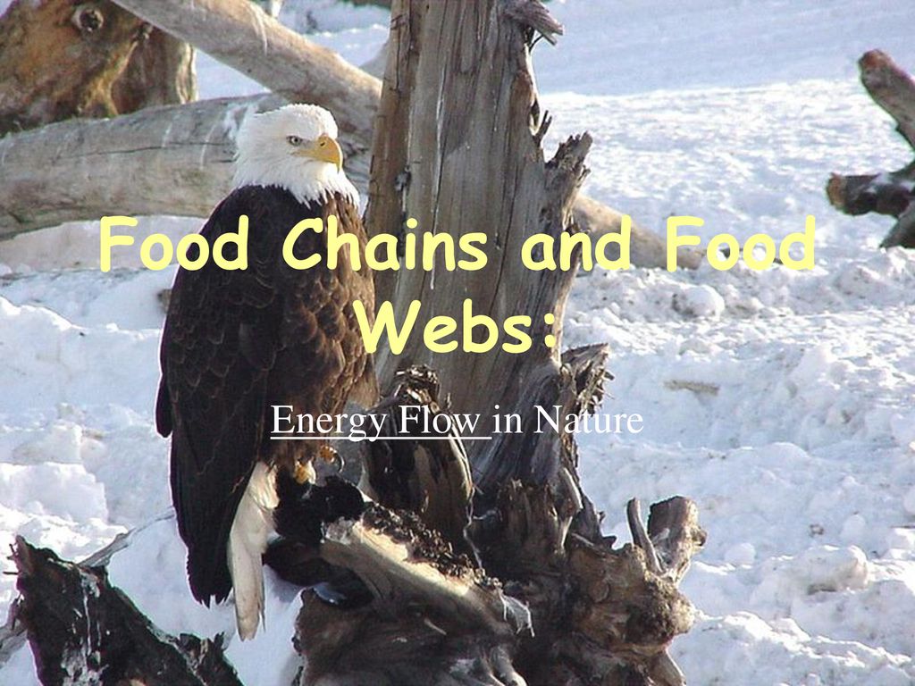 Food Chains and Food Webs Biology Diagrams