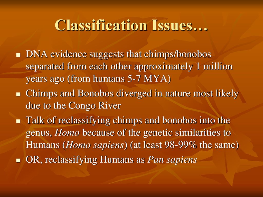 PRIMATES Kingdom: Animalia Phylum: Chordata SubPhylum: Vertebrata - ppt