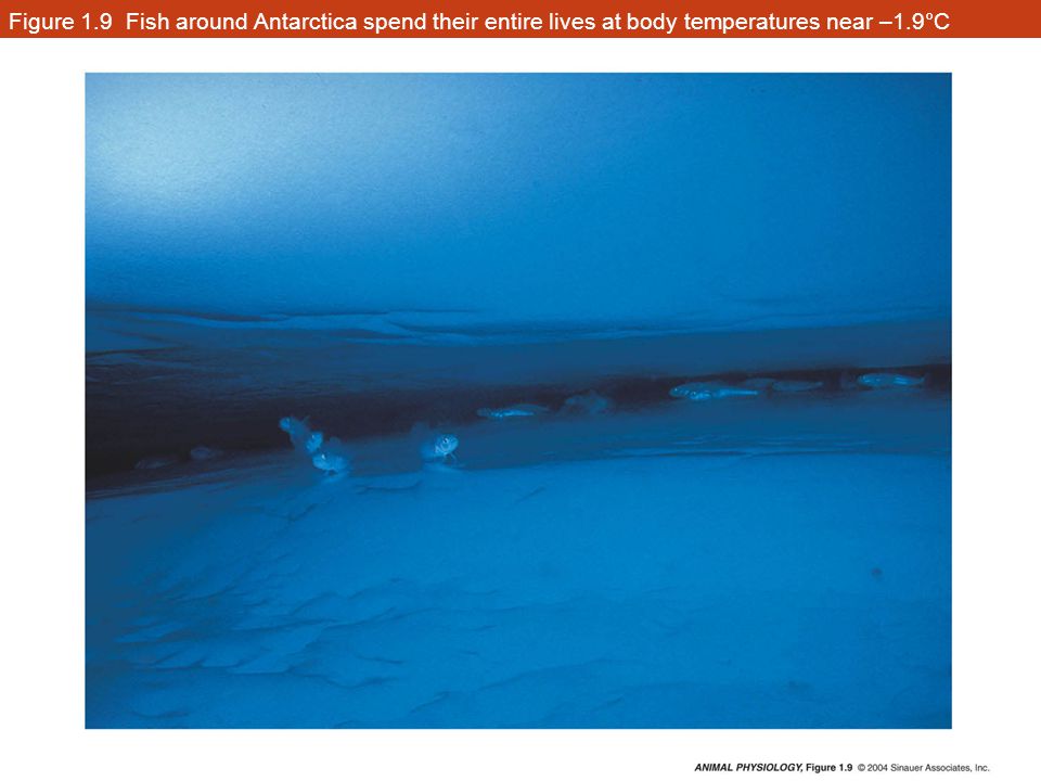 Figure 1.9 Fish around Antarctica spend their entire lives at body temperatures near –1.9°C