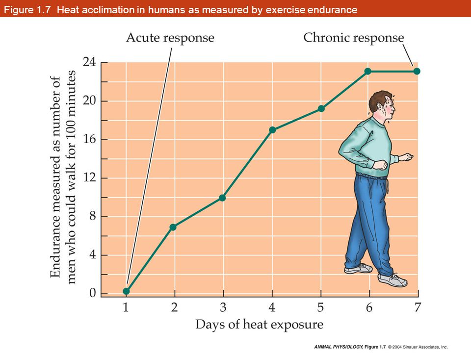 Figure 1.7 Heat acclimation in humans as measured by exercise endurance