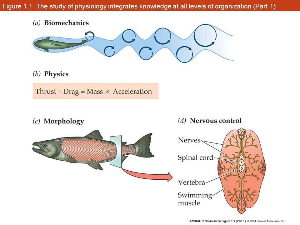 Figure 1.1 The study of physiology integrates knowledge at all levels of organization (Part 1)
