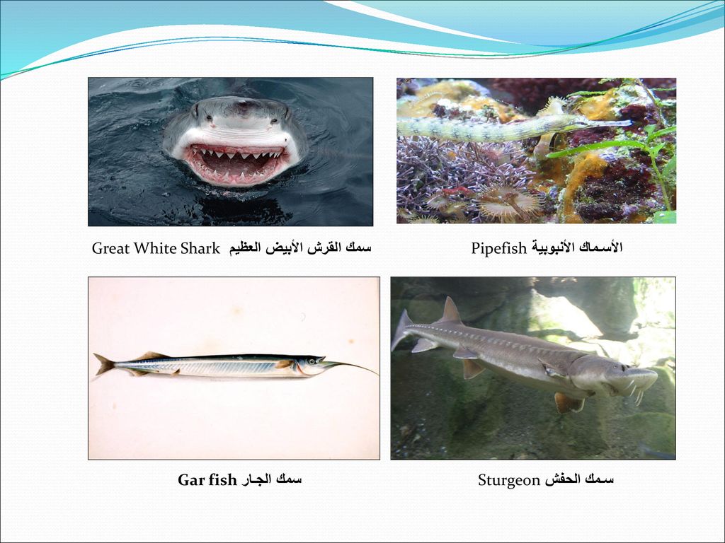 سمك القرش مثال على الأسماك العظمية الغضروفية العديمة الفك