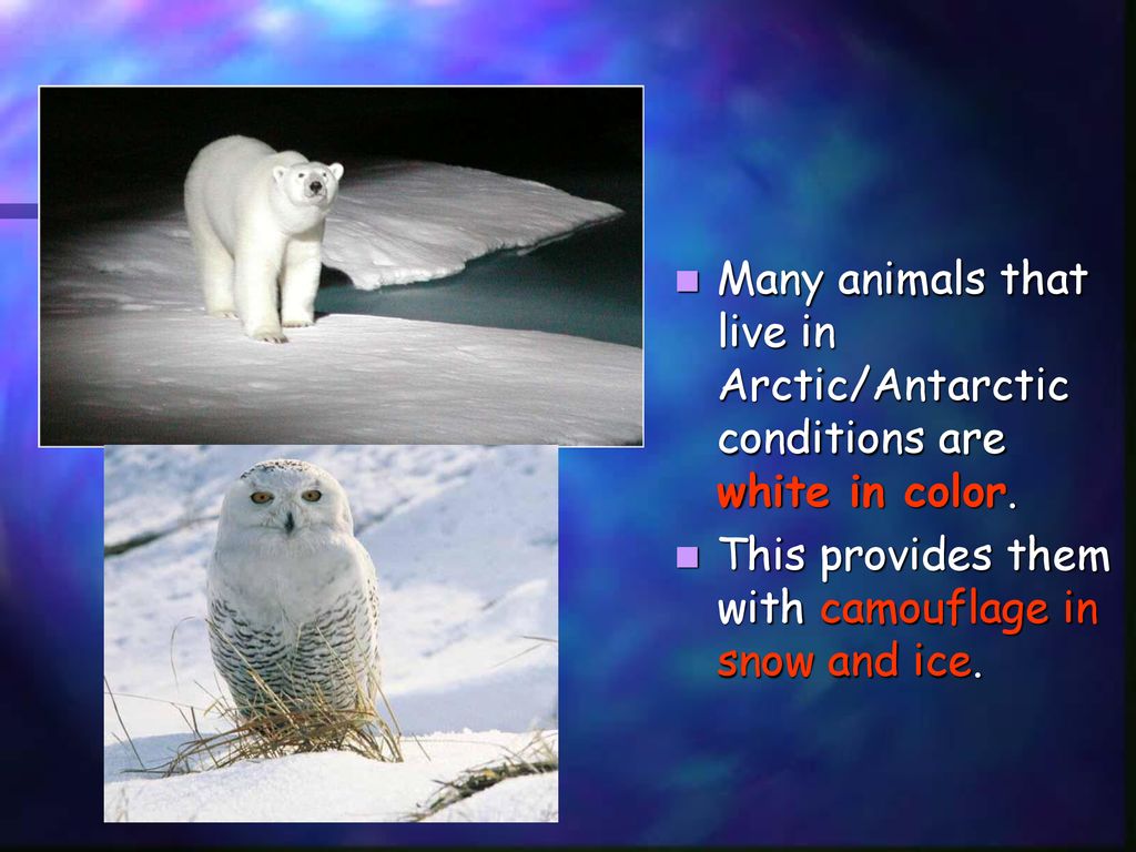 Living in Cold Places Humans are not adapted to living in very cold places.  Animals that live in the Arctic and the Antarctic are well-adapted to  these. - ppt download