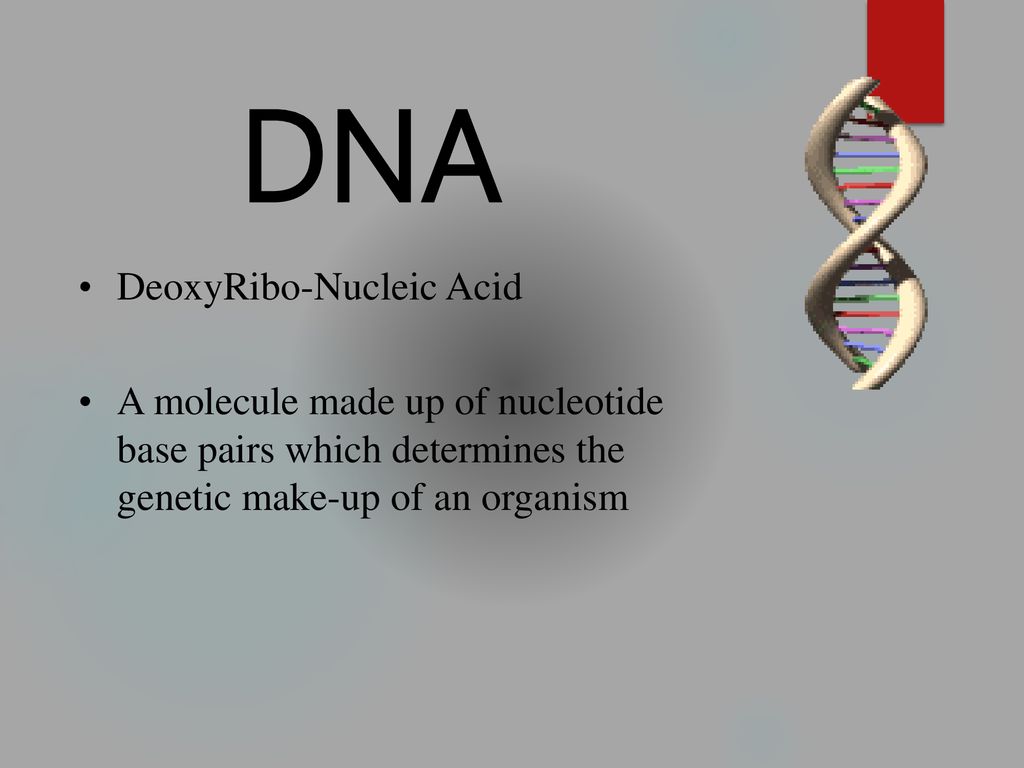 Dna Protein Synthesis Ppt Download