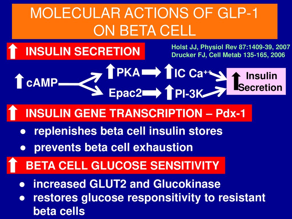 MOLECULAR ACTIONS OF GLP-1 ON BETA CELL