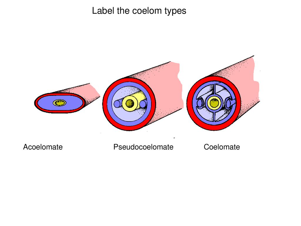 platyhelminthes acoelomate pseudocoelomate coelomate aceton vizeletférgekben