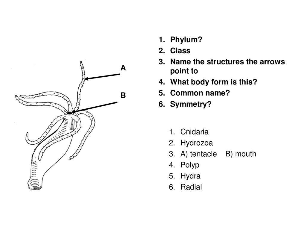 PORIFERA & CNIDARIA The answers will be shown when you click the mouse