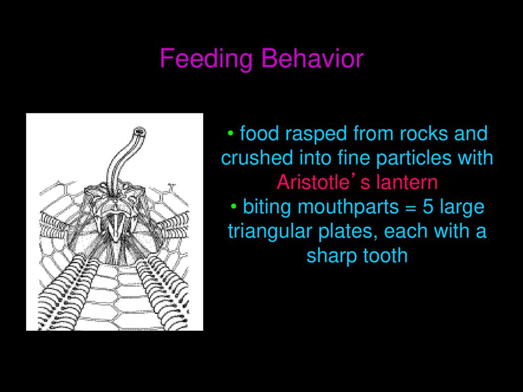 biting mouthparts = 5 large triangular plates, each with a sharp tooth
