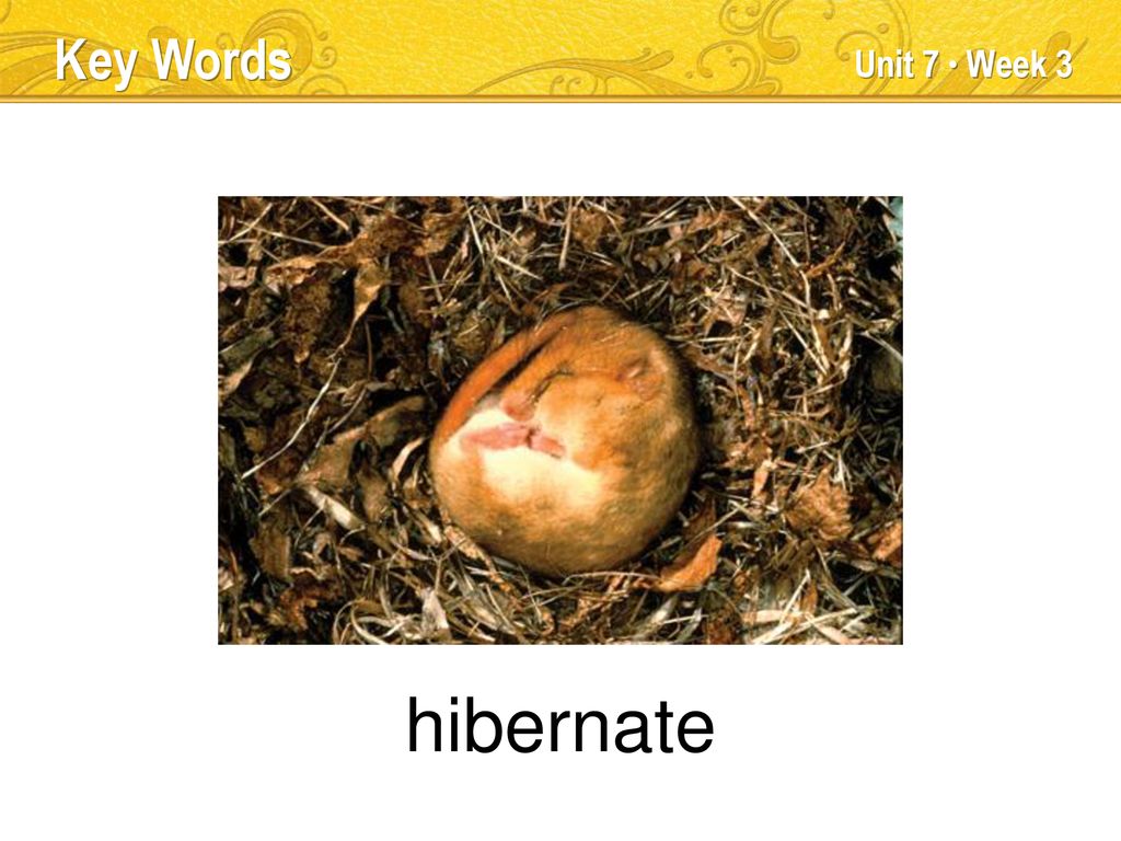 clear Key Words Unit 7 Week 3 TEACHER TALK ppt download