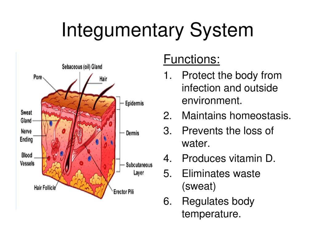 Integumentary System Functions: - ppt download