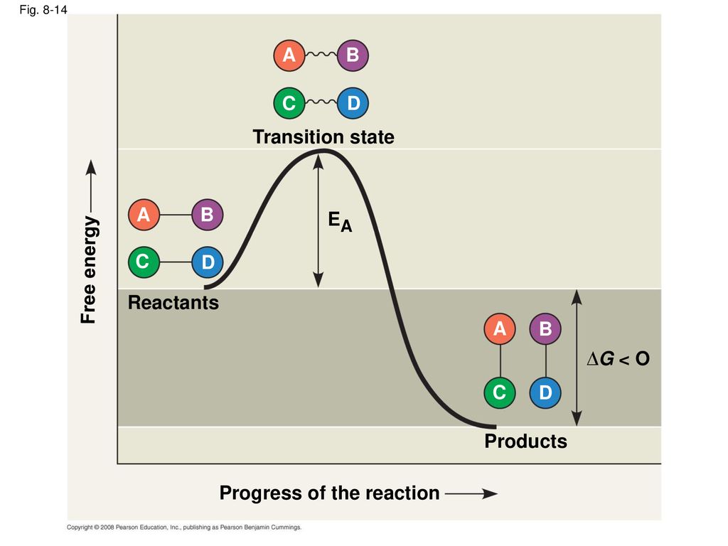 An introduction to metabolism ppt download