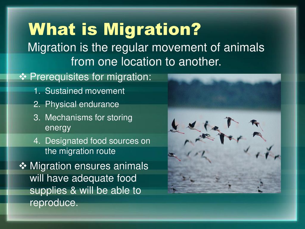 Animal Migration. - ppt download