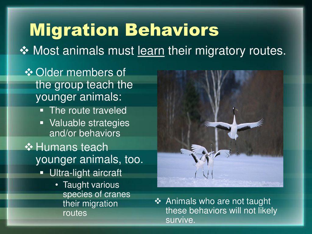 Animal Migration. - ppt download