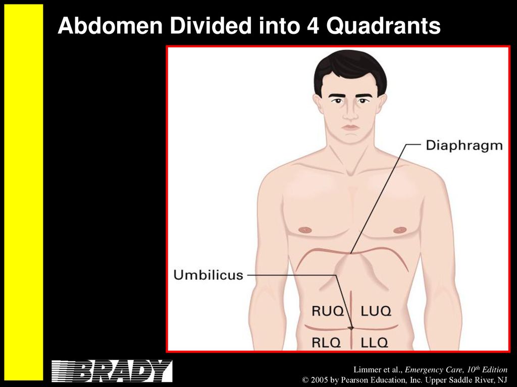Abdomen Divided into 4 Quadrants