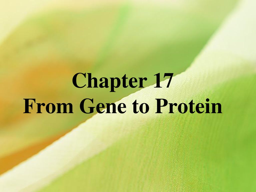 Chapter 17 From Gene To Protein - Ppt Download