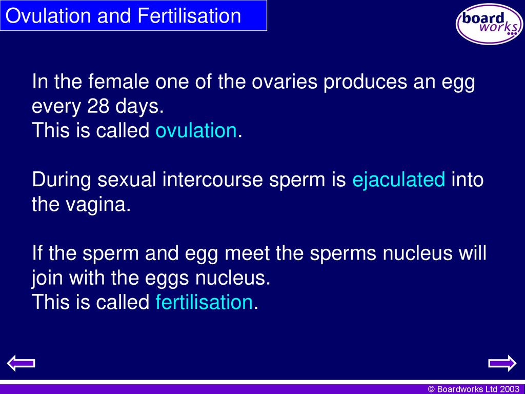 Ovulation and Fertilisation
