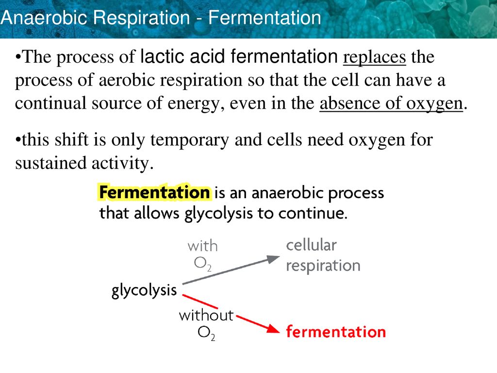 anaerobic respiration: process of breaking down glucose without using