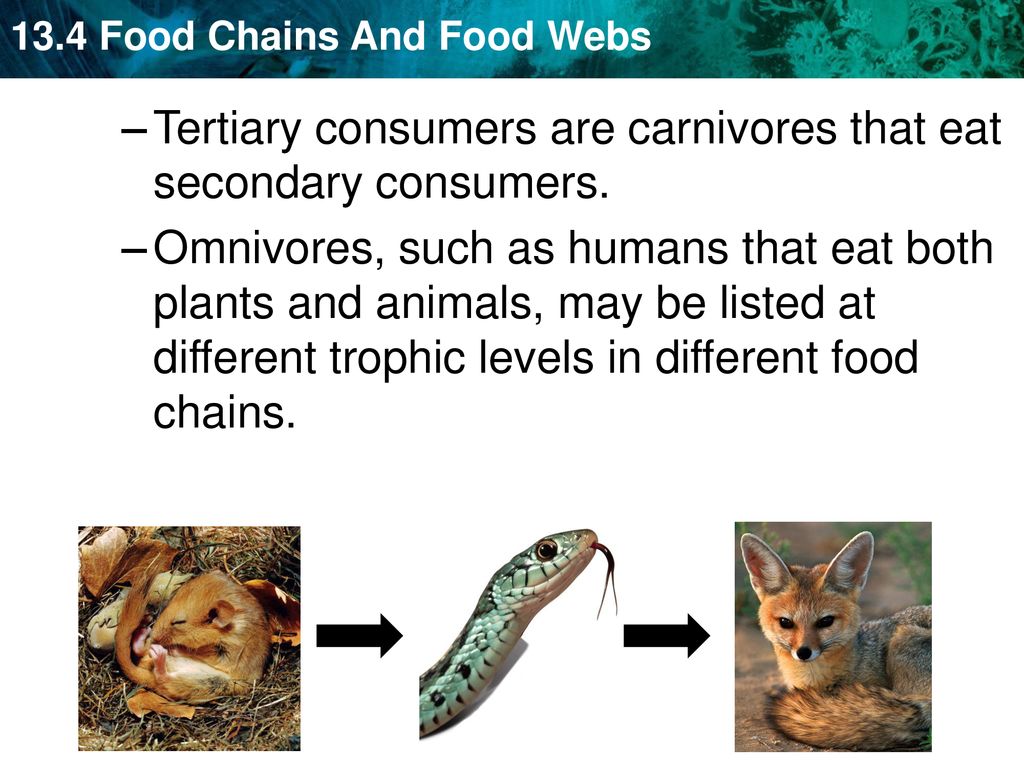 FOOD CHAIN FOOD WEB NOTES Biology Diagrams