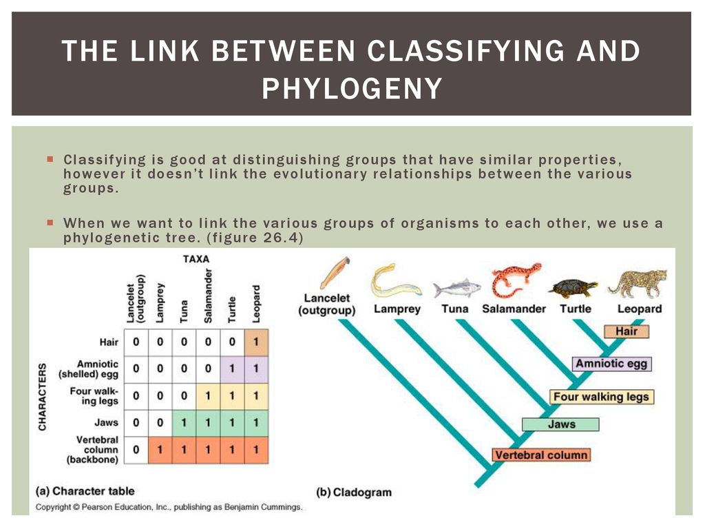 Phylogeny and the tree of Life - ppt download