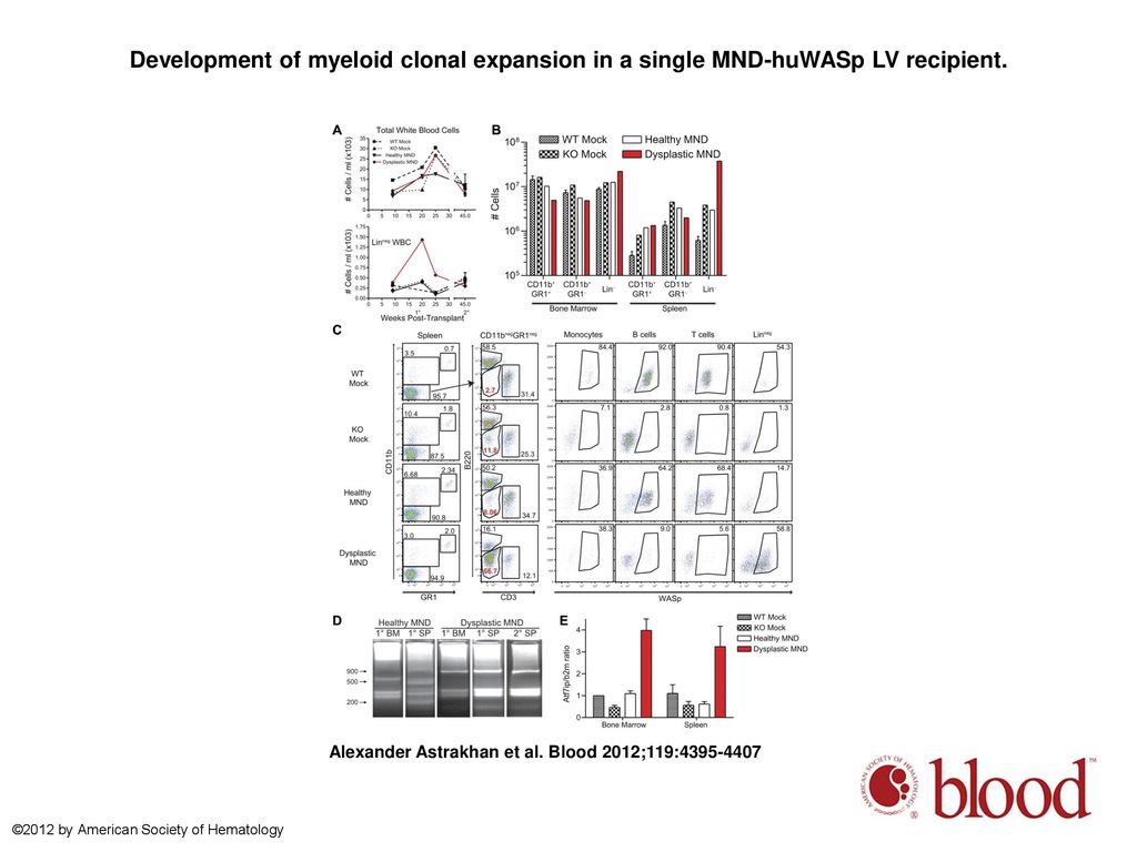 Development of myeloid clonal expansion in a single MND-huWASp LV recipient.