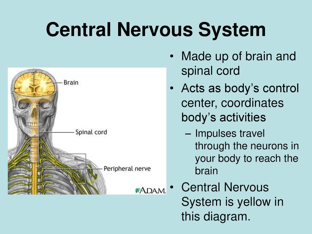 Spinal brain. Нервная система. Central nervous System. Нервная система на английском. Центральная нервная система.