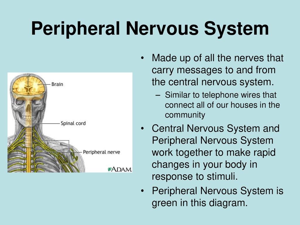 God system текст. Periferal nervous System. Нервная система на английском. Peripheral nervous System презентация\. Центральная нервная система презентация английский.