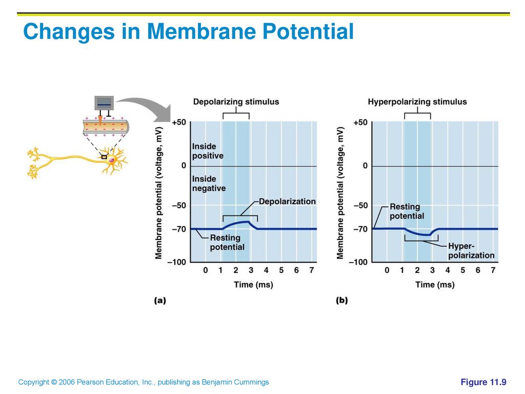 Changes in Membrane Potential