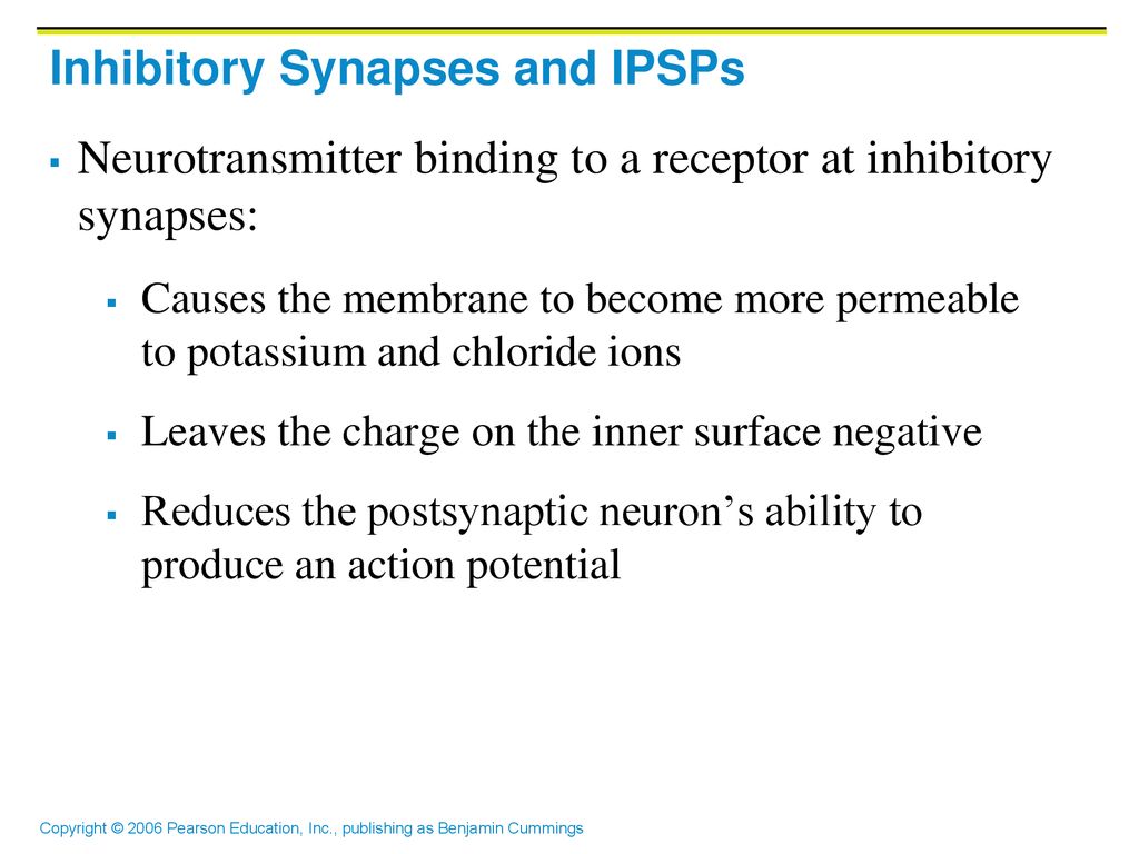 Inhibitory Synapses and IPSPs