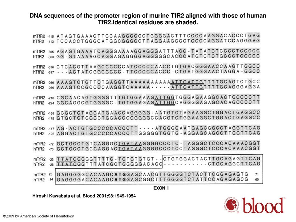 DNA sequences of the promoter region of murine TfR2 aligned with those of human TfR2.Identical residues are shaded.