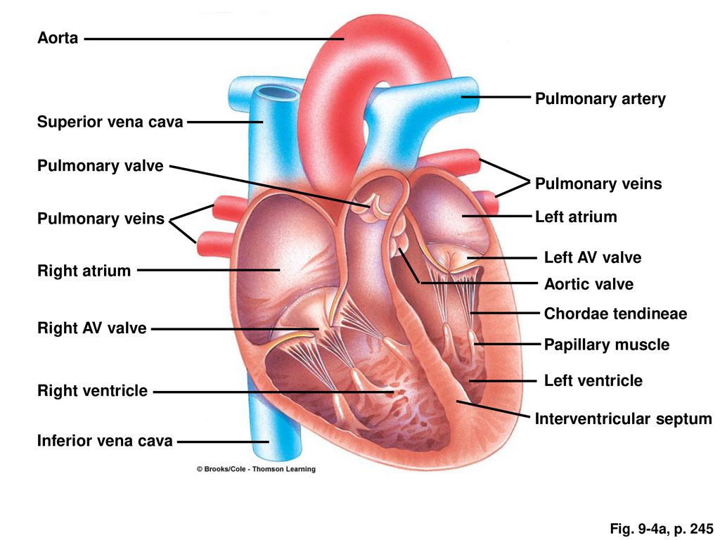 ORGANIZATION OF CARDIOVASCULAR SYSTEM - ppt download