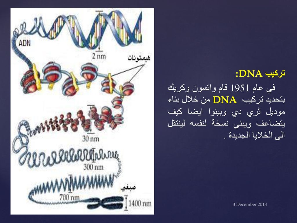 تركيب DNA: في عام 1951 قام واتسون وكريك بتحديد تركيب DNA من خلال بناء موديل ثري دي وبينوا ايضا كيف يتضاعف ويبني نسخة لنفسه لينتقل الى الخلايا الجديدة .