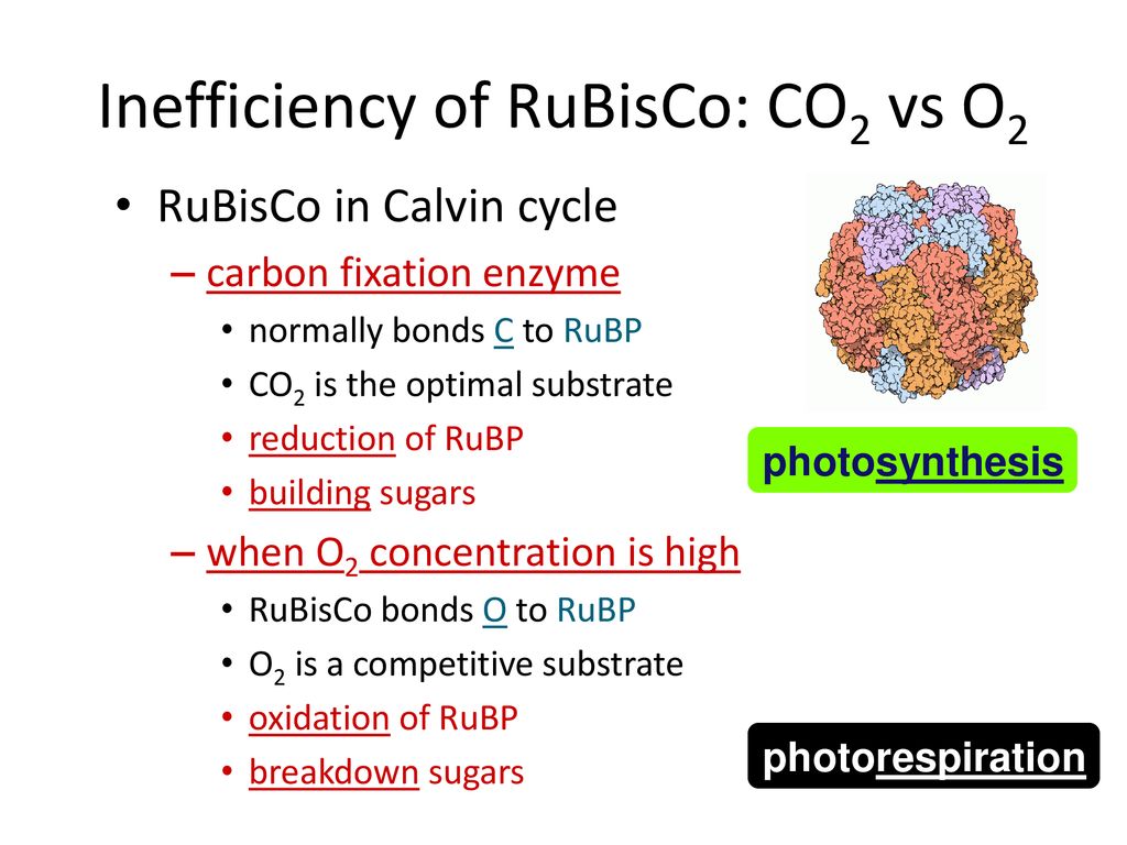Chapter 10 photosynthesis ppt download