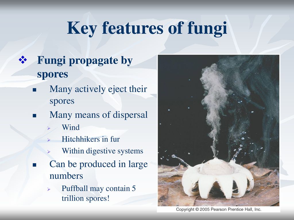Key features of fungi Fungi propagate by spores