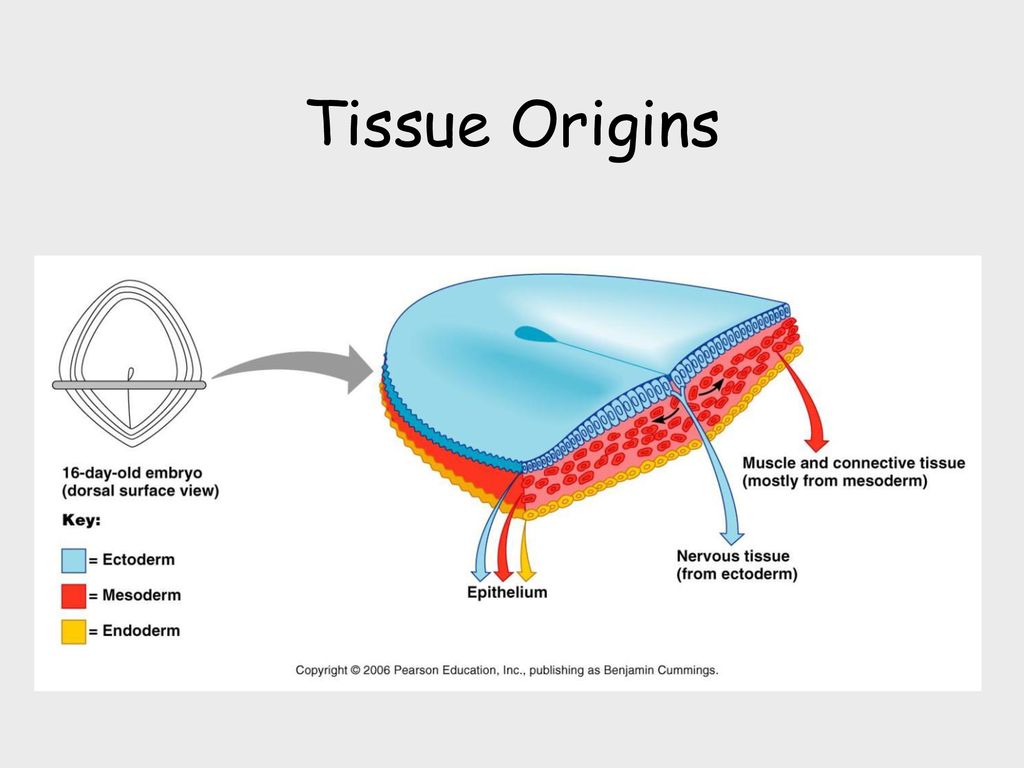 Tissue Origins