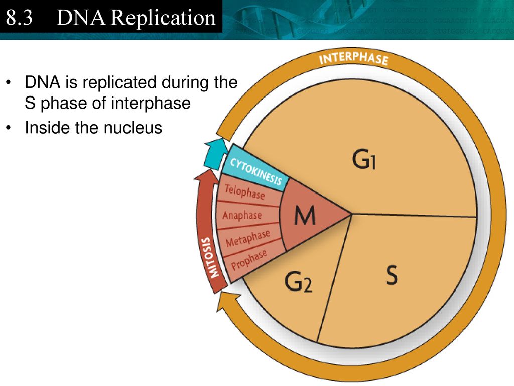KEY CONCEPT DNA structure is the same in all organisms. Biology Diagrams