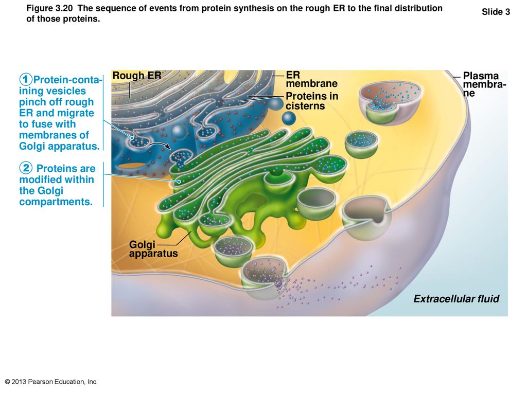 Located between plasma membrane and nucleus - ppt download